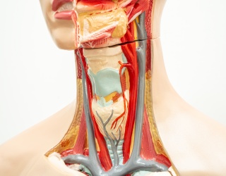 Elucid Launches PlaqueIQ Software for Carotid Artery Analysis